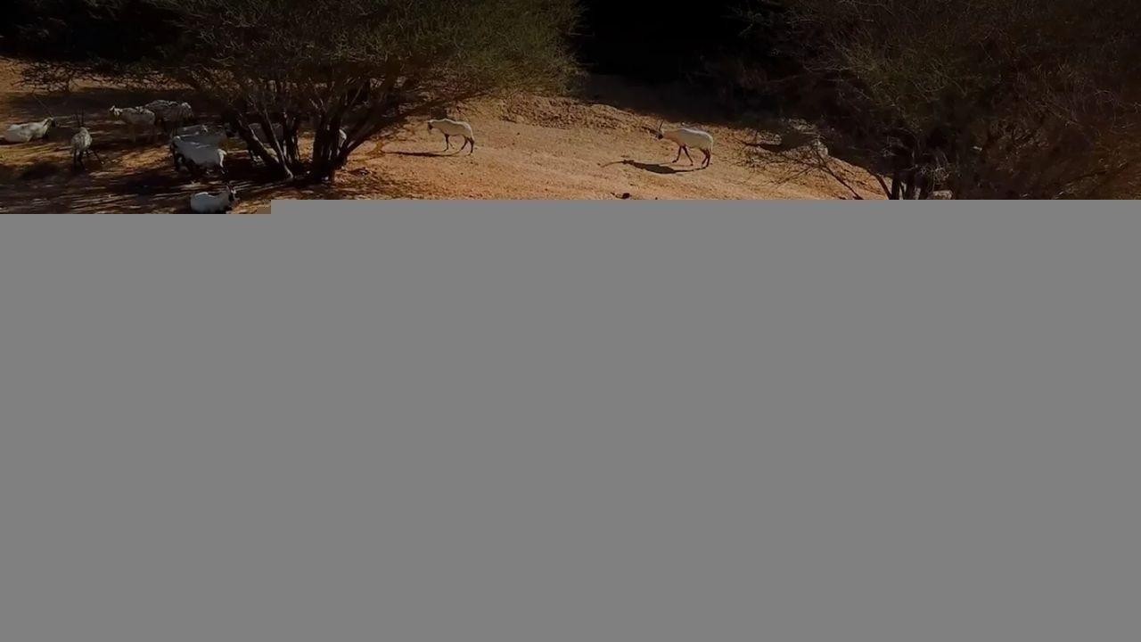 Al Ain Zoo Joins WAZA, Strengthening Global Conservation Efforts
