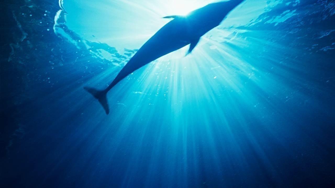 The Blue Dolphin Rule: How to Replace Negative Thoughts with Positive Ones