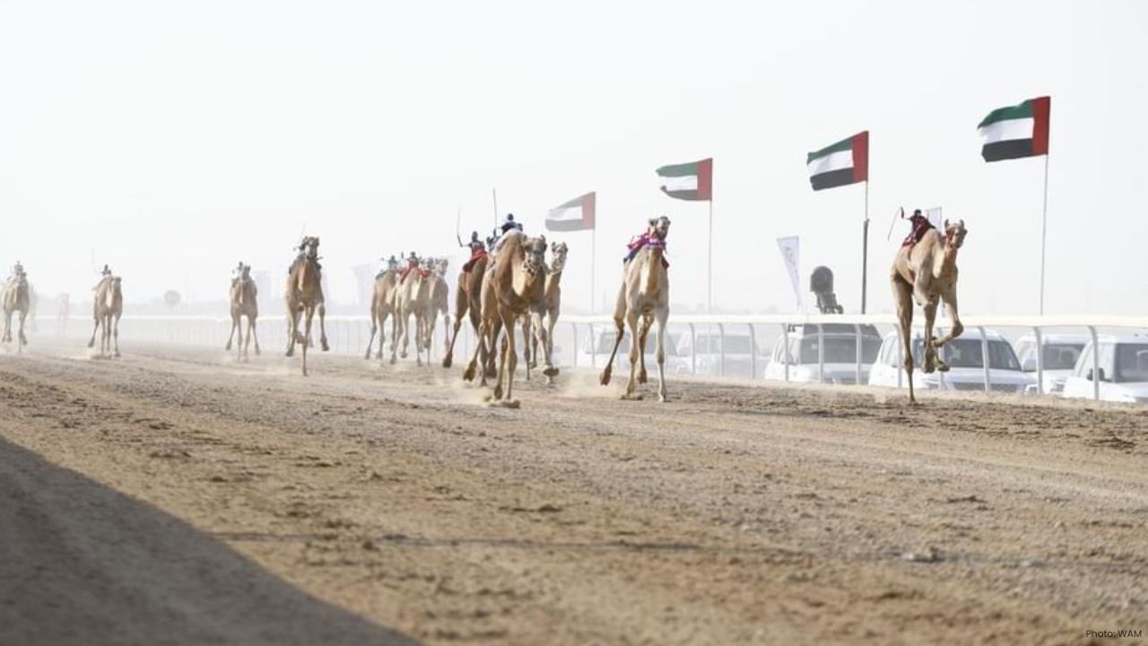Dhafra Camel Racing Festival 2025 Set for Grand Return