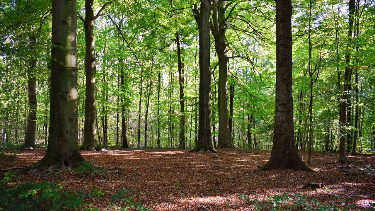 Vietnam Enforces Stricter Regulations for Forest Crimes