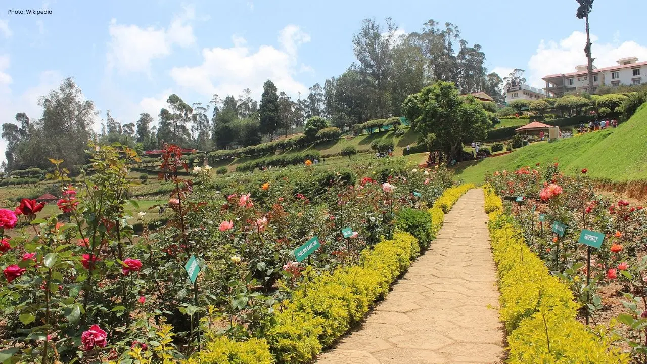 Tourists Flock to Ooty's Rose Garden