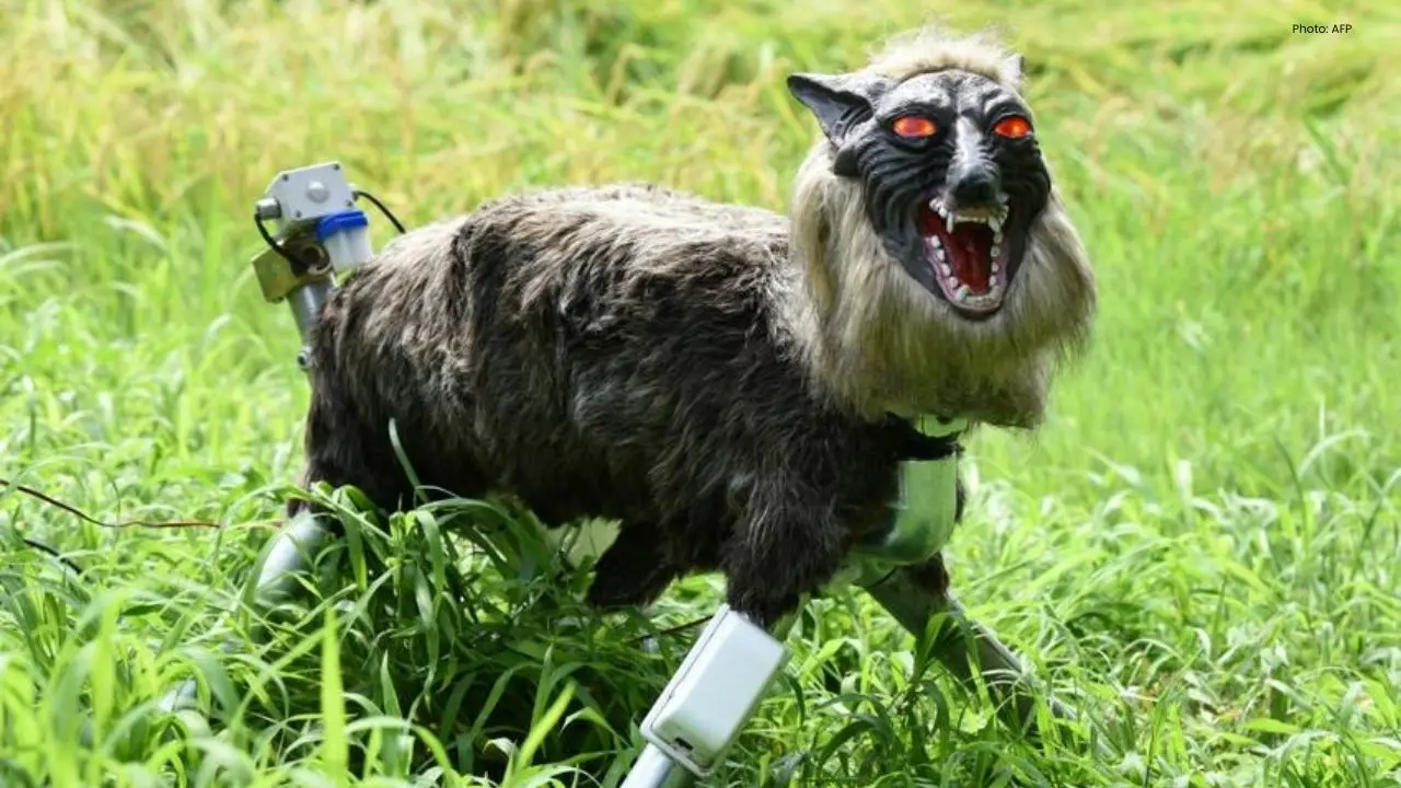 Robot Wolves Gain Popularity in Japan Amidst Wildlife Threats
