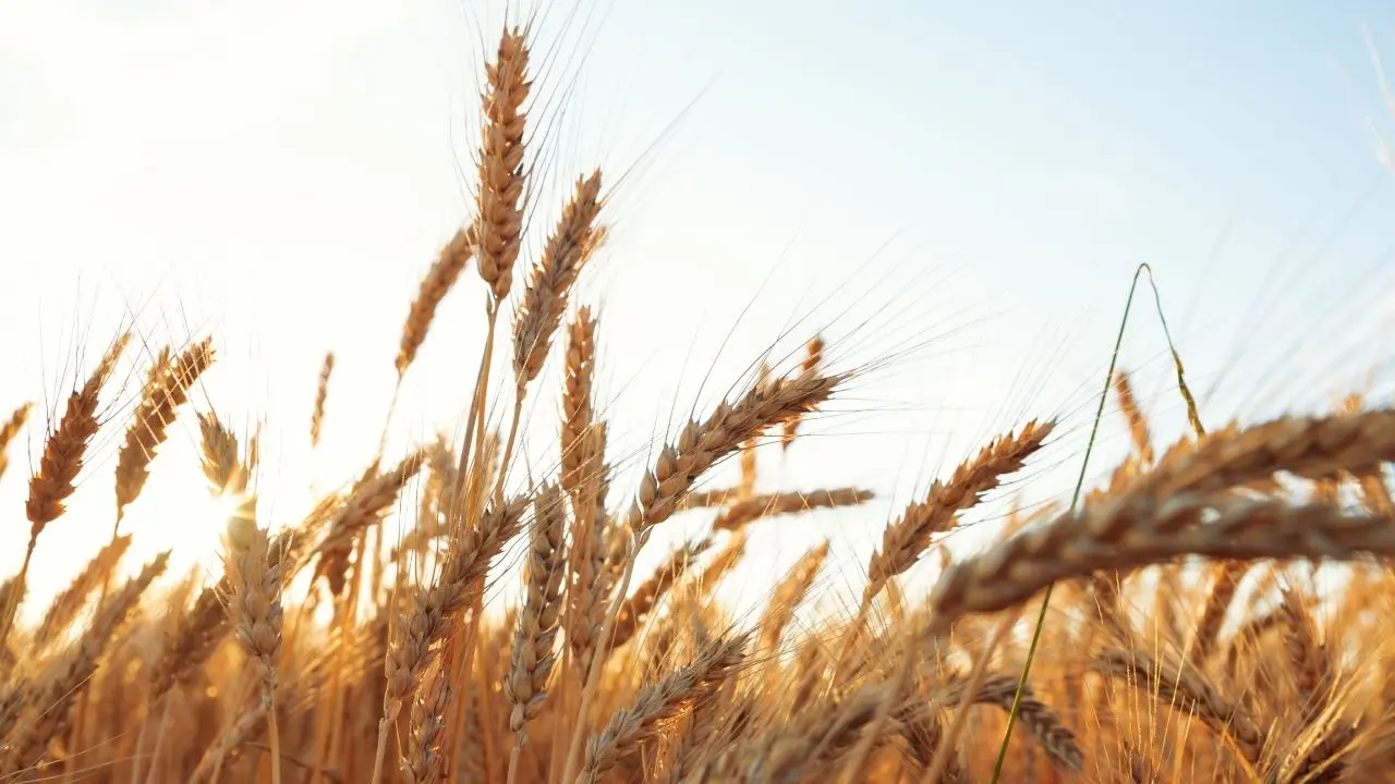 Asian Flour Millers Ramp Up Wheat Imports Amid Supply Concerns