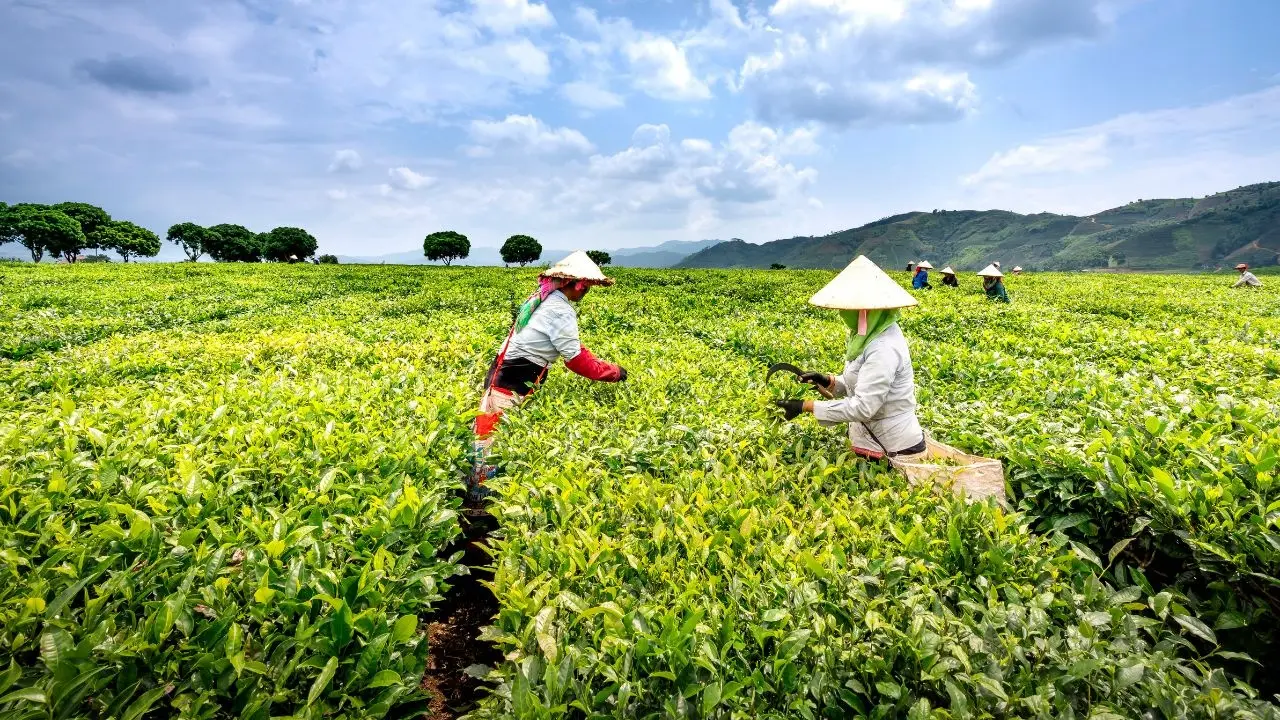Vietnam Streamlines Cooperative Support Regulations