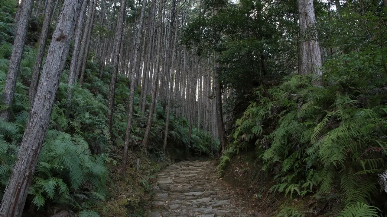 Japan's Cedar Crisis: Allergy Epidemic Emerges from 1950s Policies