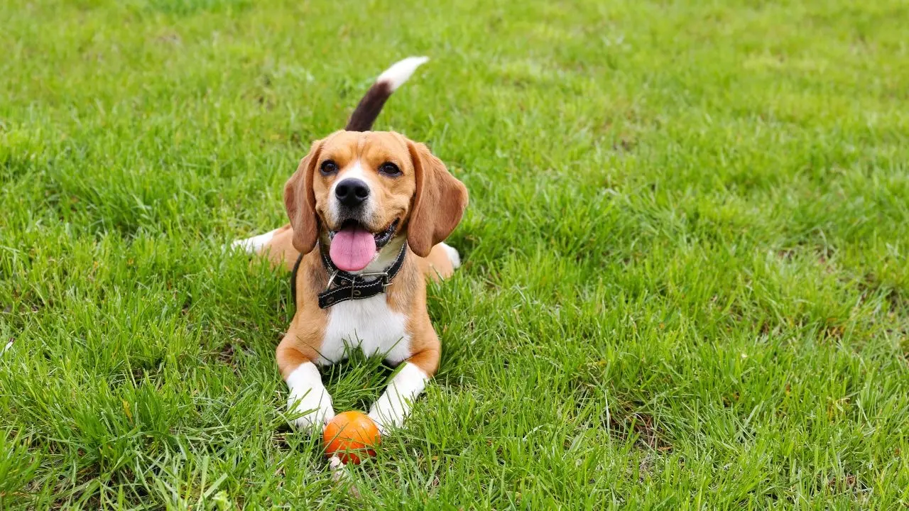 Exciting AI Collar Translates Pet Chatter