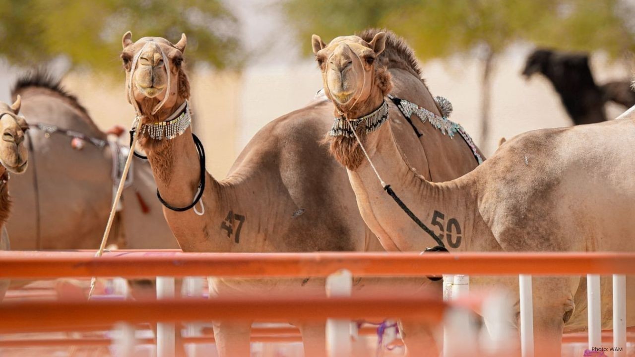 Al Dhafra Festival 2025: UAE's Grand Camel & Heritage Fiesta
