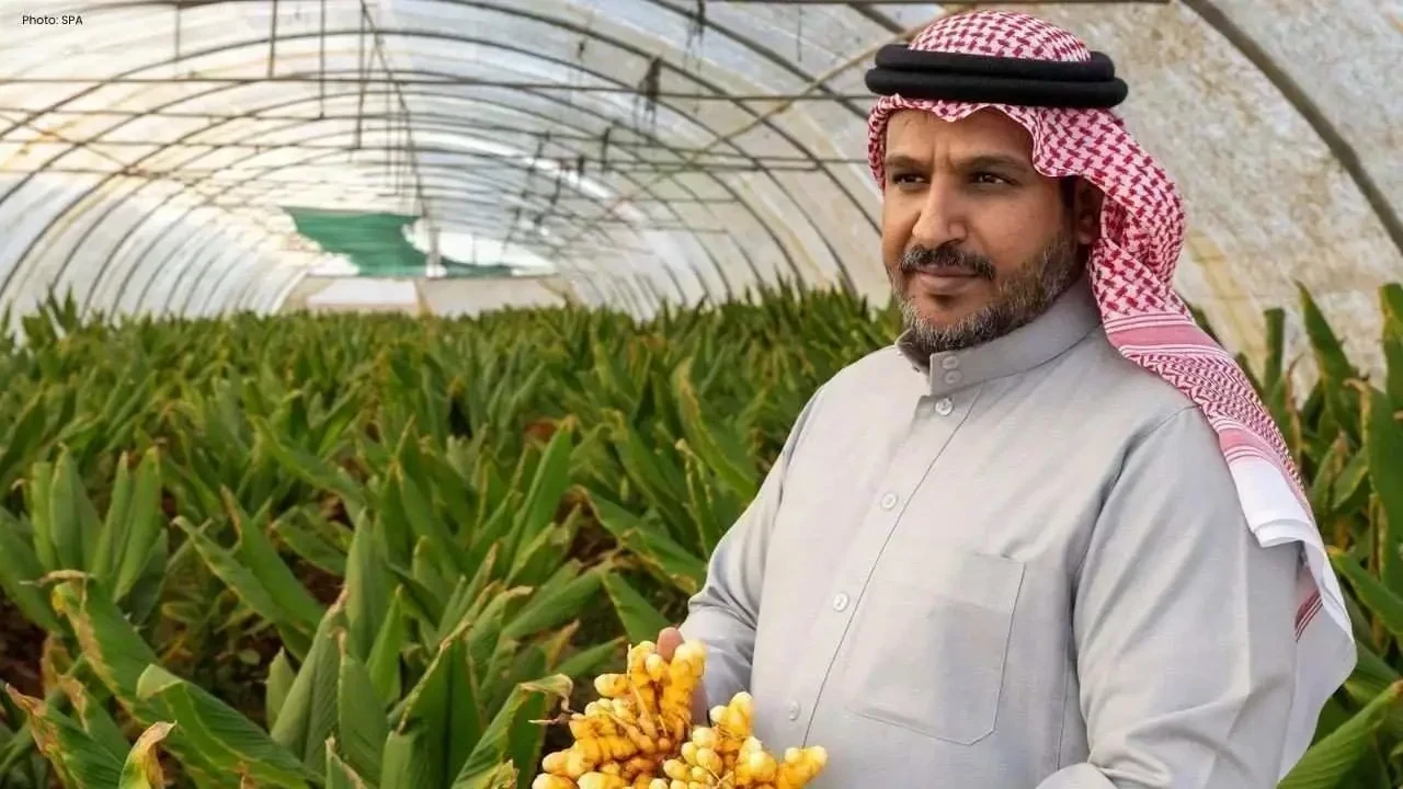 Tabuk Farmers Cultivate High-Value Turmeric for the First Time