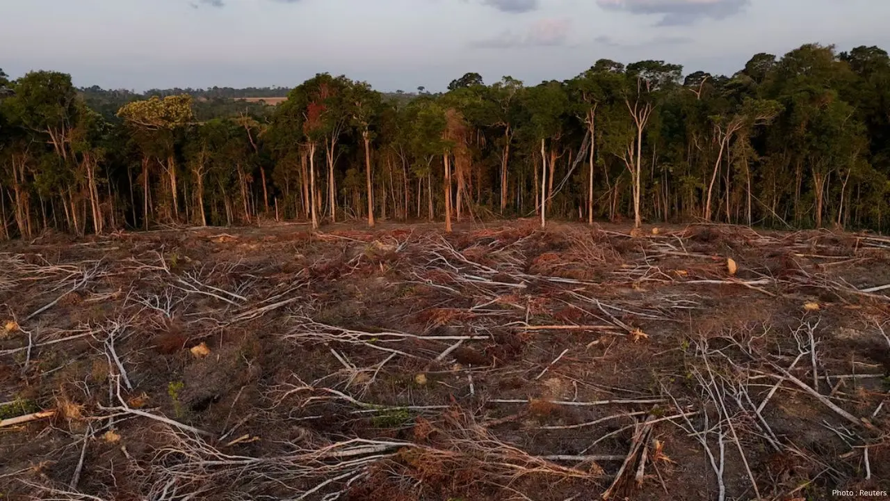 Tropical Forest Loss Decline in 2025 Offers Hope Amidst Ongoing Deforestation Crisis