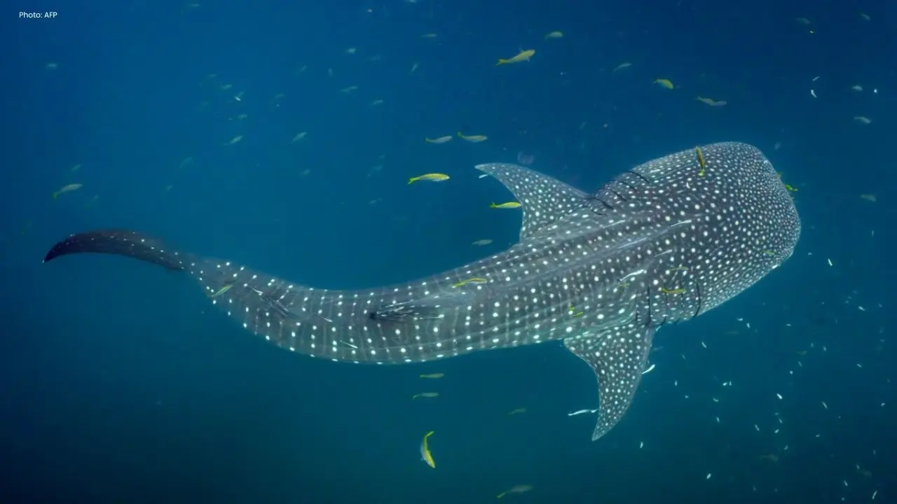 New Findings Spotlight Whale Shark Havens in Indonesia