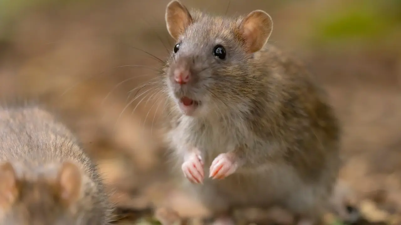 Spring Cleaning Alert: Interior Health Issues Hantavirus Warning