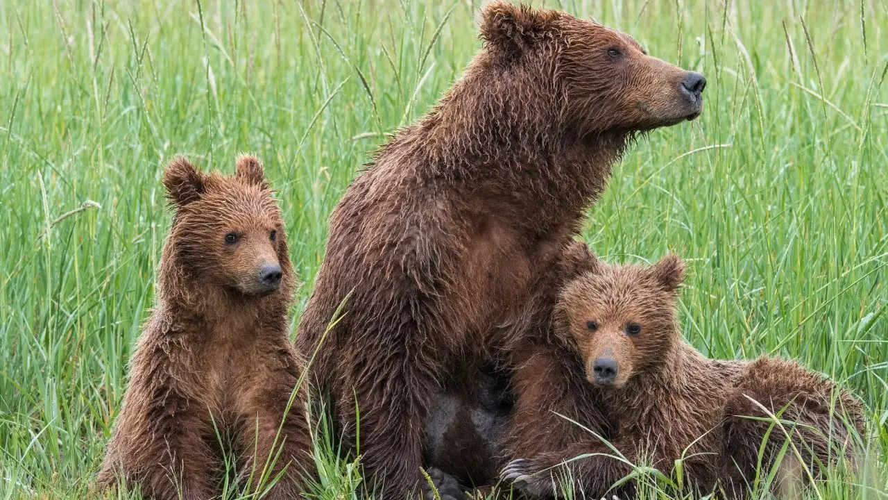 Exciting Sighting: Brown Bear Family in Kinnaur