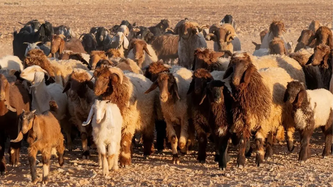Saudi Arabia Ready to Meet Hajj 1447 Demand for Sacrificial Animals