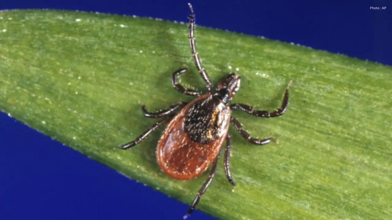 Tick Threats Loom as Illness Rates Surge in Canada